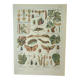 Gravure ancienne 1922, Vigne, ennemis, insectes, raisin, vendange • Lithographie, illustration origi
