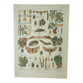 Gravure ancienne 1922, Vigne, ennemis, insectes, raisin, vendange • Lithographie, illustration origi