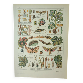 Gravure ancienne 1922, Vigne, ennemis, insectes, raisin, vendange • Lithographie, illustration origi