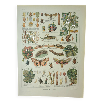 Old engraving 1922, Vine, enemies, insects, grapes, harvest • Lithograph, original illustration