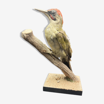 Naturalized green woodpecker