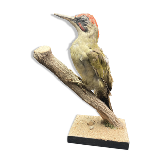 Naturalized green woodpecker