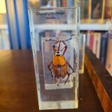 Insects under vintage resin