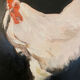 Rooster painting