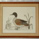 Vintage watercolour duck by Terronblan Monbaly Dayelle.