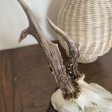 Horns on base, cabinet of curiosities