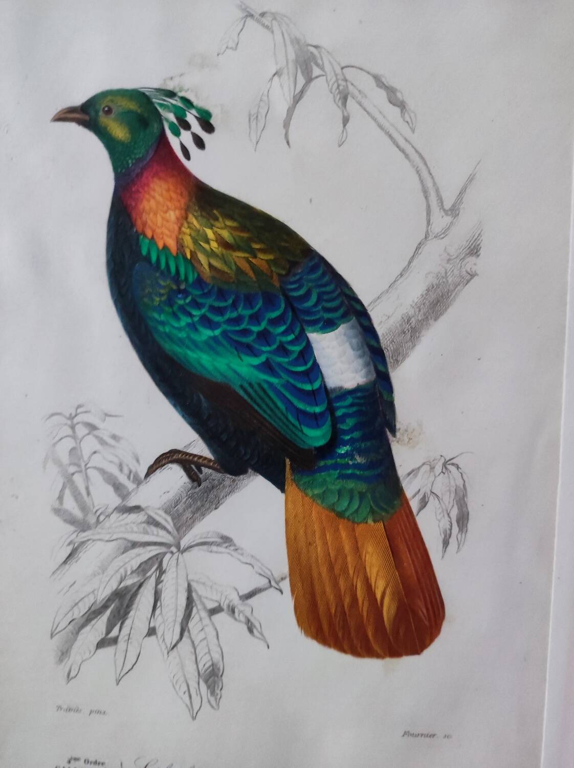 Color lithograph, Gallinaceous, JC Fournier