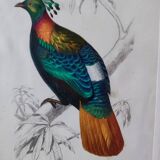 Lithographie couleur, Gallinacés, J.C. Fournier
