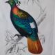 Color lithograph, Gallinaceous, JC Fournier