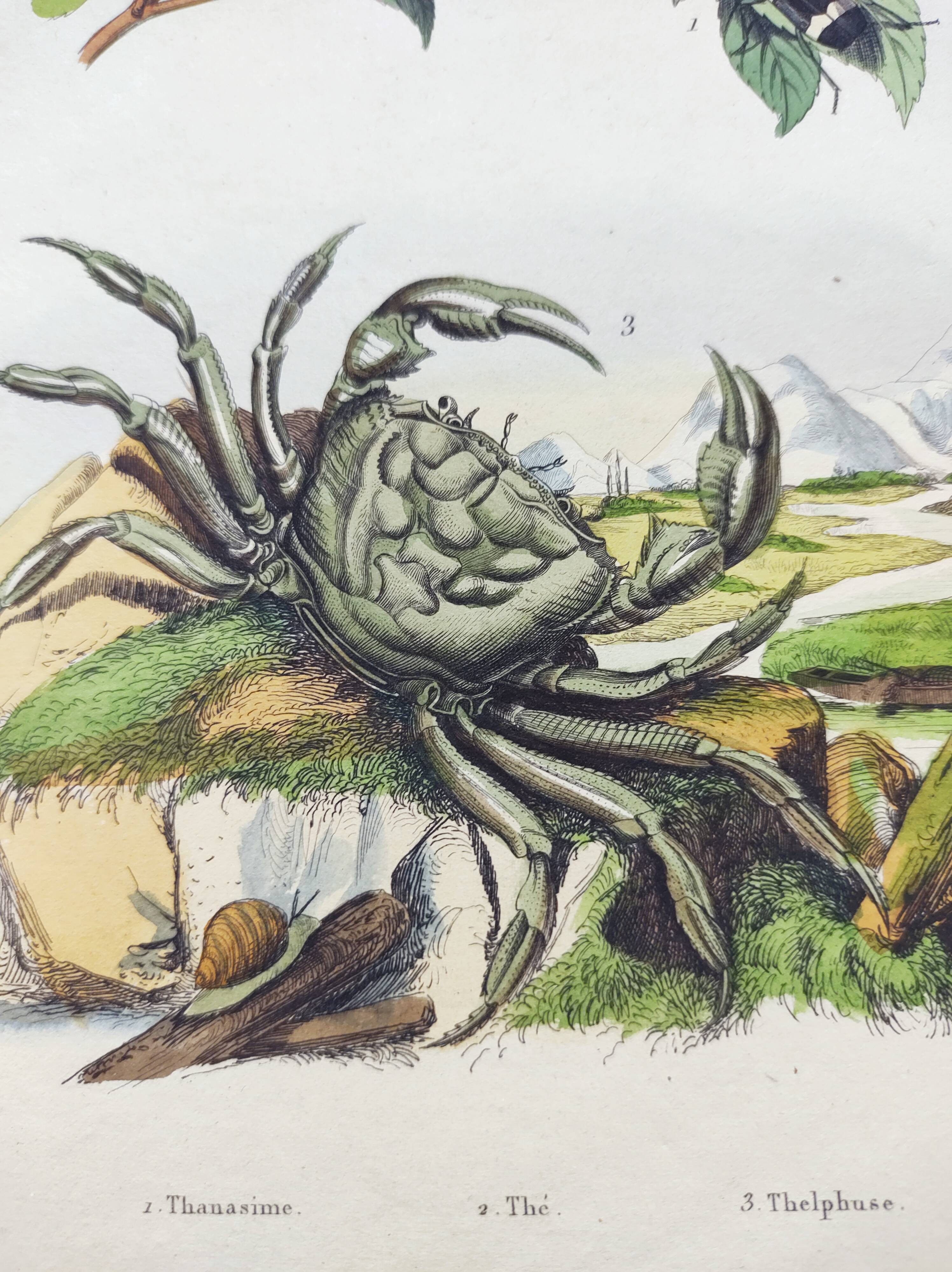 Gravure ancienne de 1838 -Crabe et thé- Planche coloriée à la main zoologique et botanique. Original