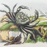 Gravure ancienne de 1838 -Crabe et thé- Planche coloriée à la main zoologique et botanique. Original