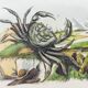 Old engraving from 1838 -Crab and tea- Zoological and botanical hand-colored plate. Original