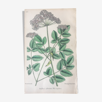 Planche botanique R.Hogg 1878