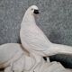 Pair of golden pheasants in crisp porcelain, Art Deco period