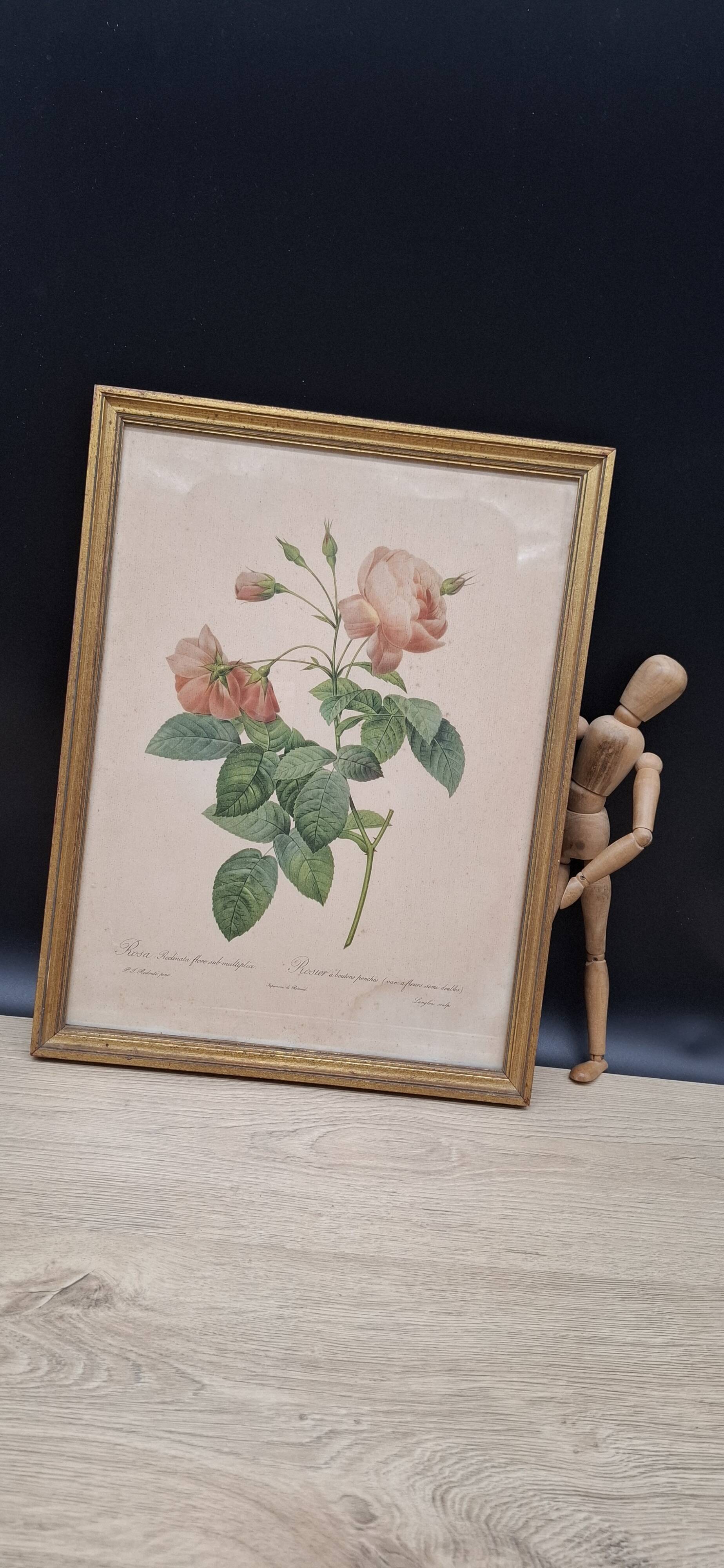 Botanical lithograph Rosebush with drooping buds PJ Redouté