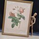 Botanical lithograph Rosebush with drooping buds PJ Redouté