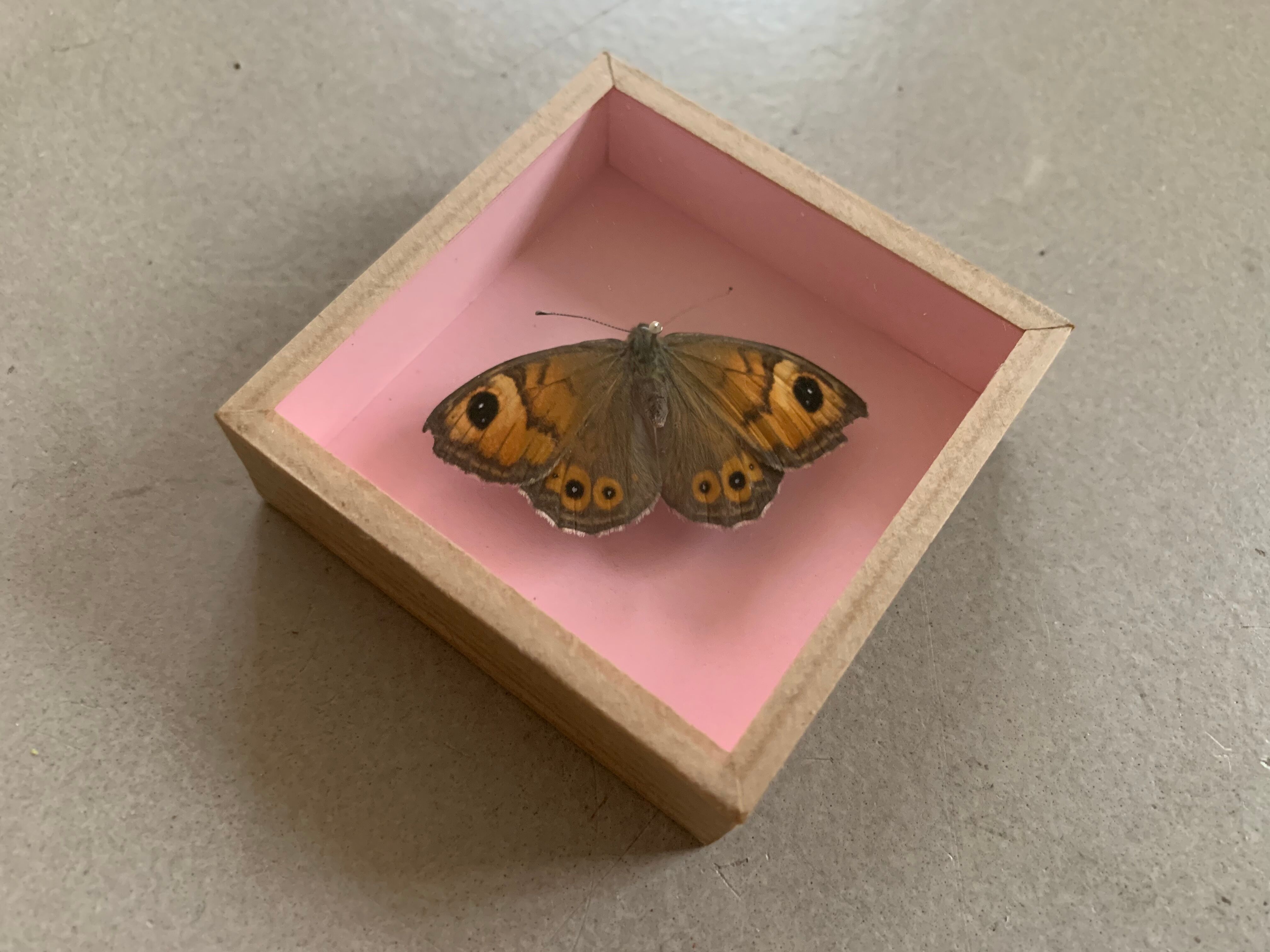 Butterfly naturalized under glass