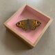 Butterfly naturalized under glass