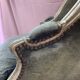 Green velvet shepherdess armchair