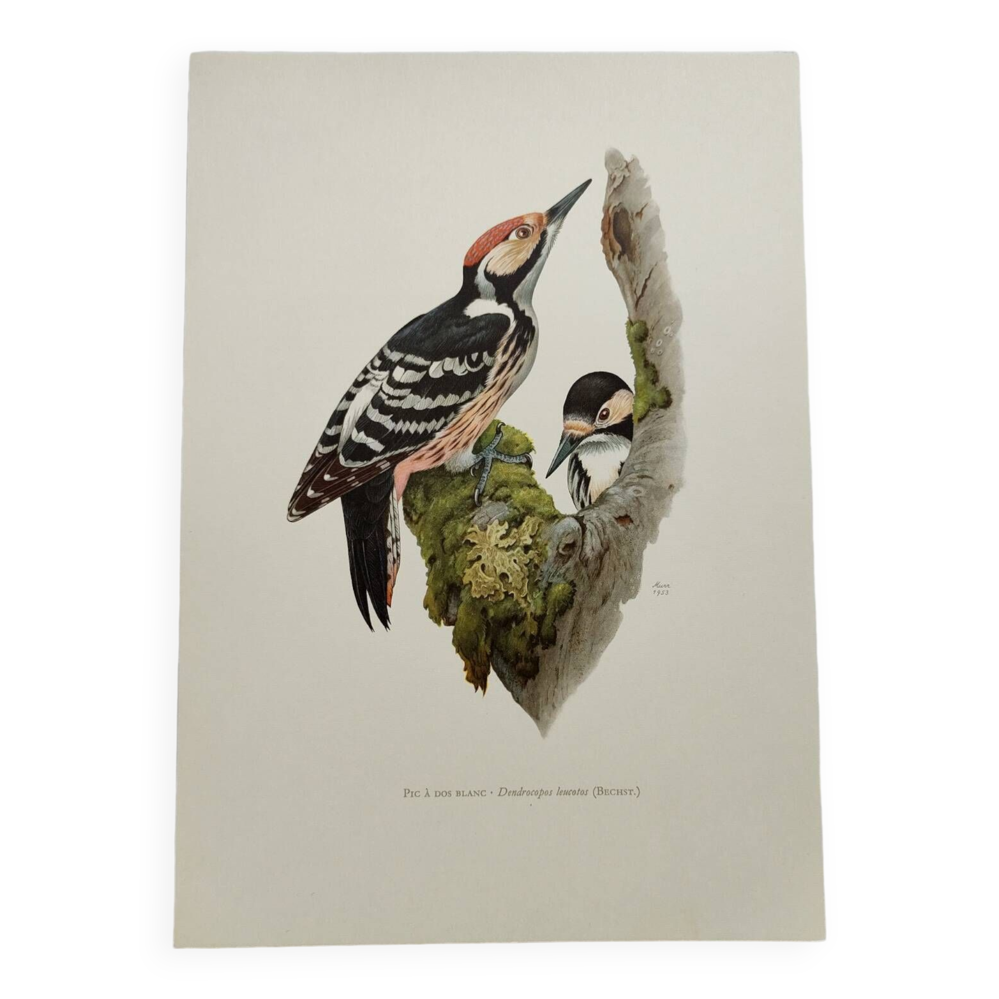 Bird board 60s - White-backed Woodpecker - Vintage zoological and ornithological illustration