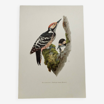 Bird board 60s - White-backed Woodpecker - Vintage zoological and ornithological illustration