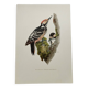 Bird board 60s - White-backed Woodpecker - Vintage zoological and ornithological illustration