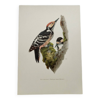 Bird board 60s - White-backed Woodpecker - Vintage zoological and ornithological illustration