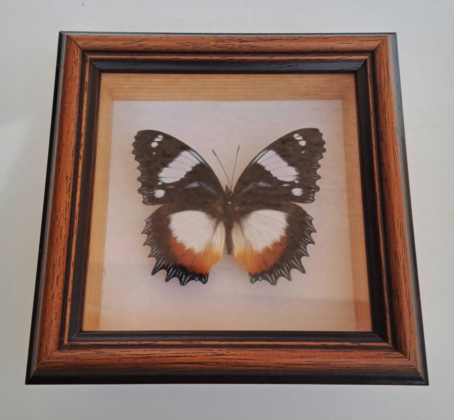 Butterfly under glass