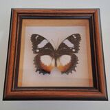 Butterfly under glass