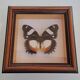 Papillon sous verre