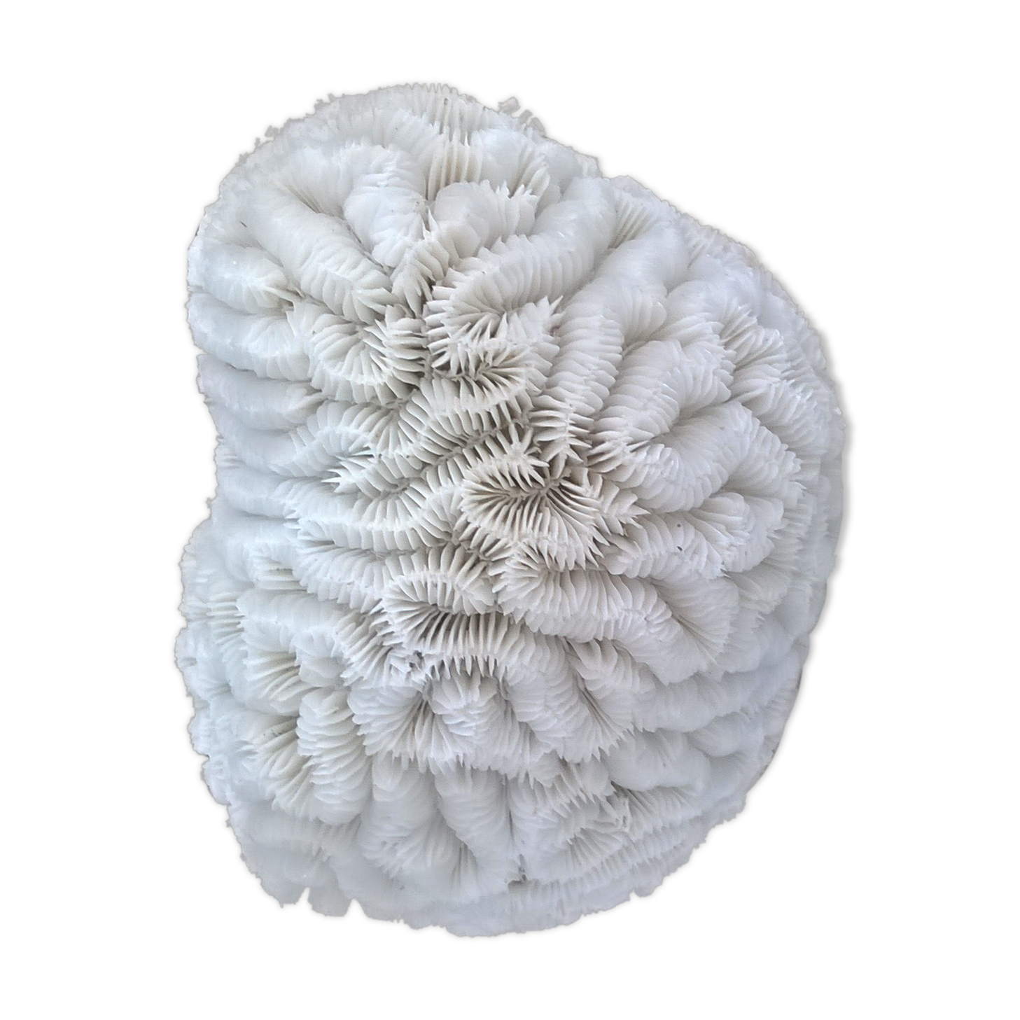 White brain coral