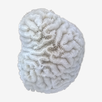 White brain coral