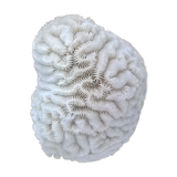 Corail blanc cerveau