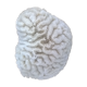 Corail blanc cerveau