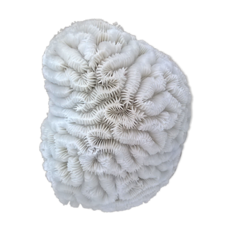 Corail blanc cerveau