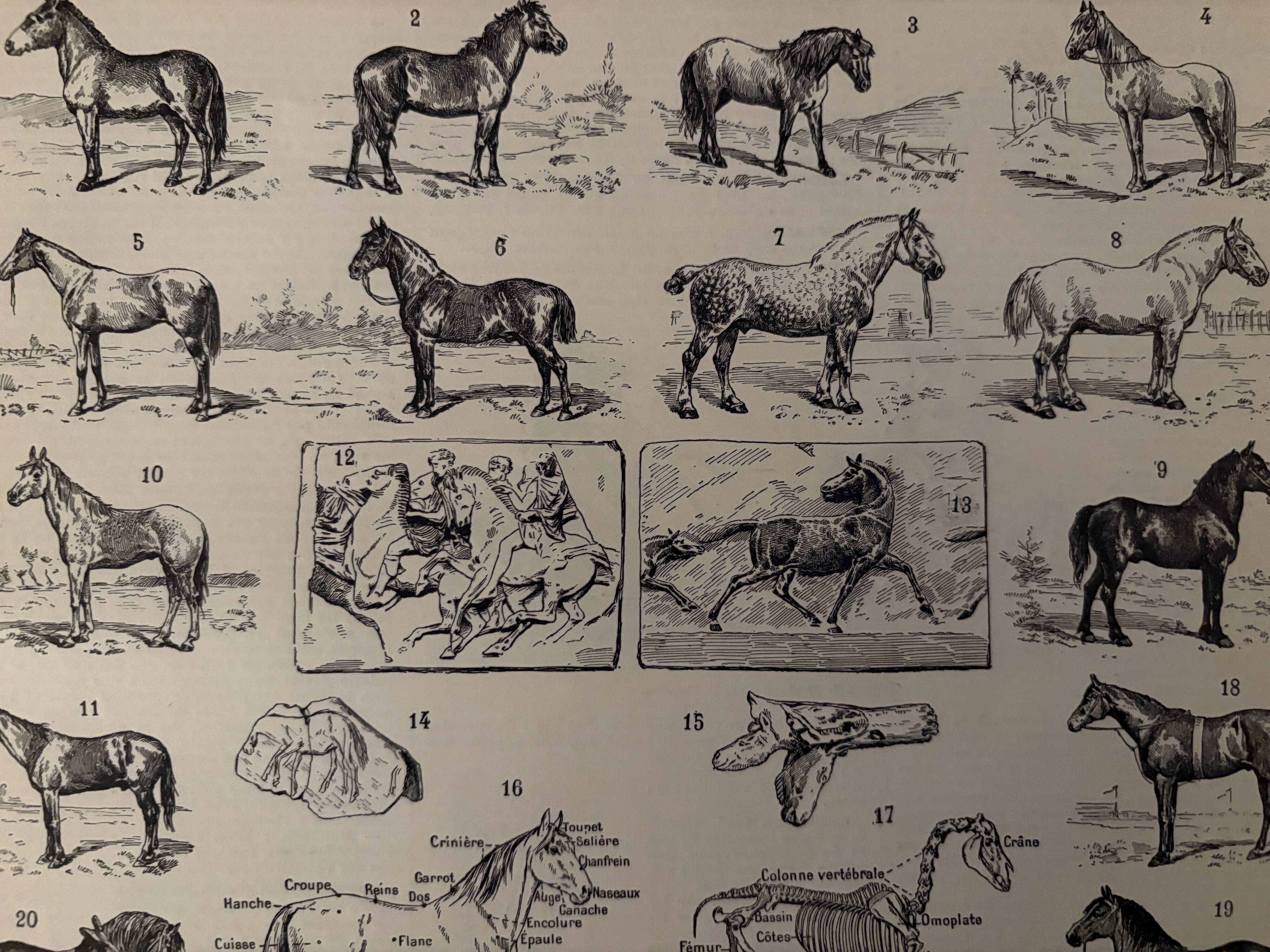 Old engraving of the horse 1900