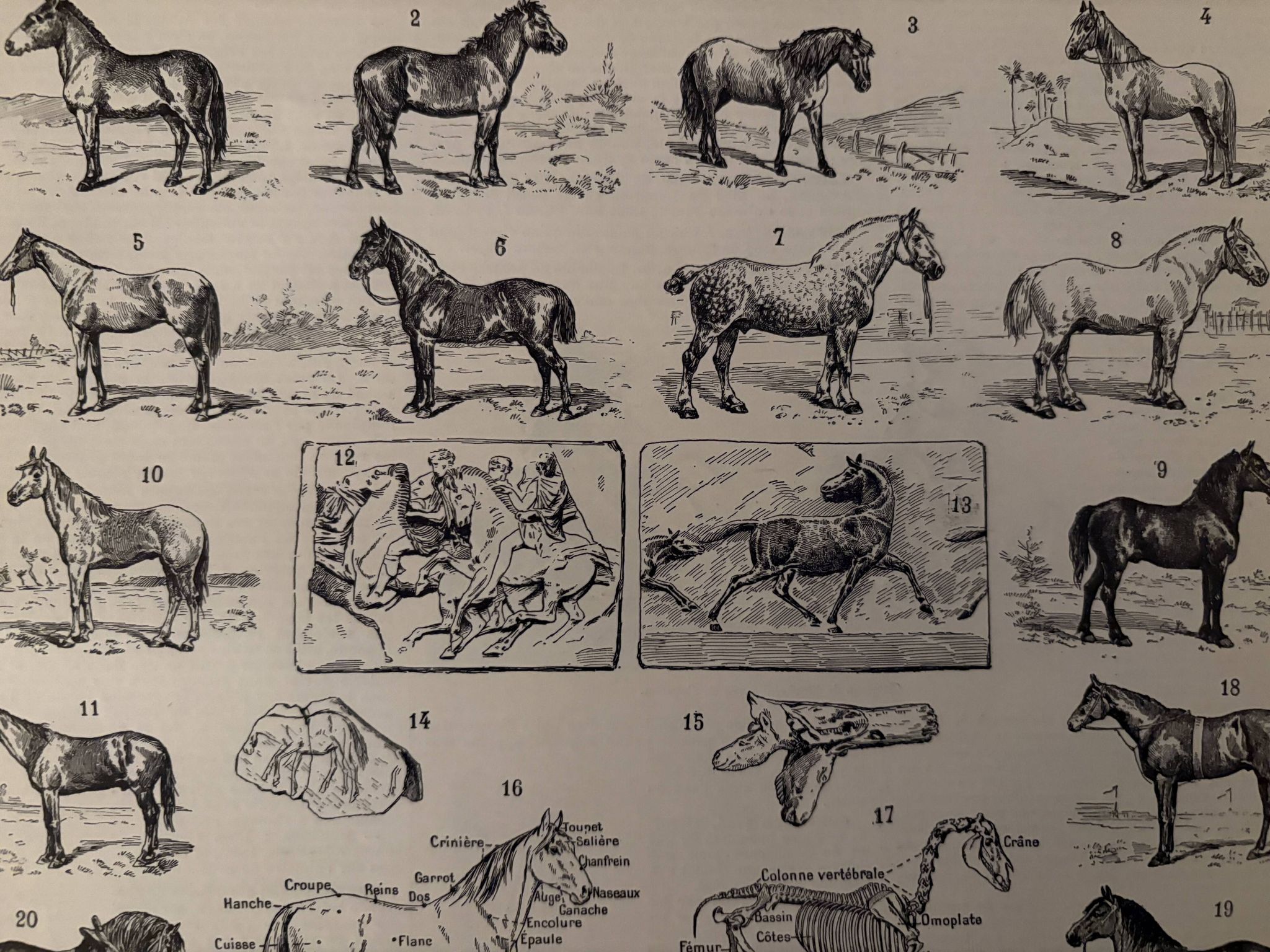 Ancienne gravure sur le cheval 1900