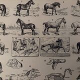 Old engraving of the horse 1900