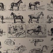Ancienne gravure sur le cheval 1900