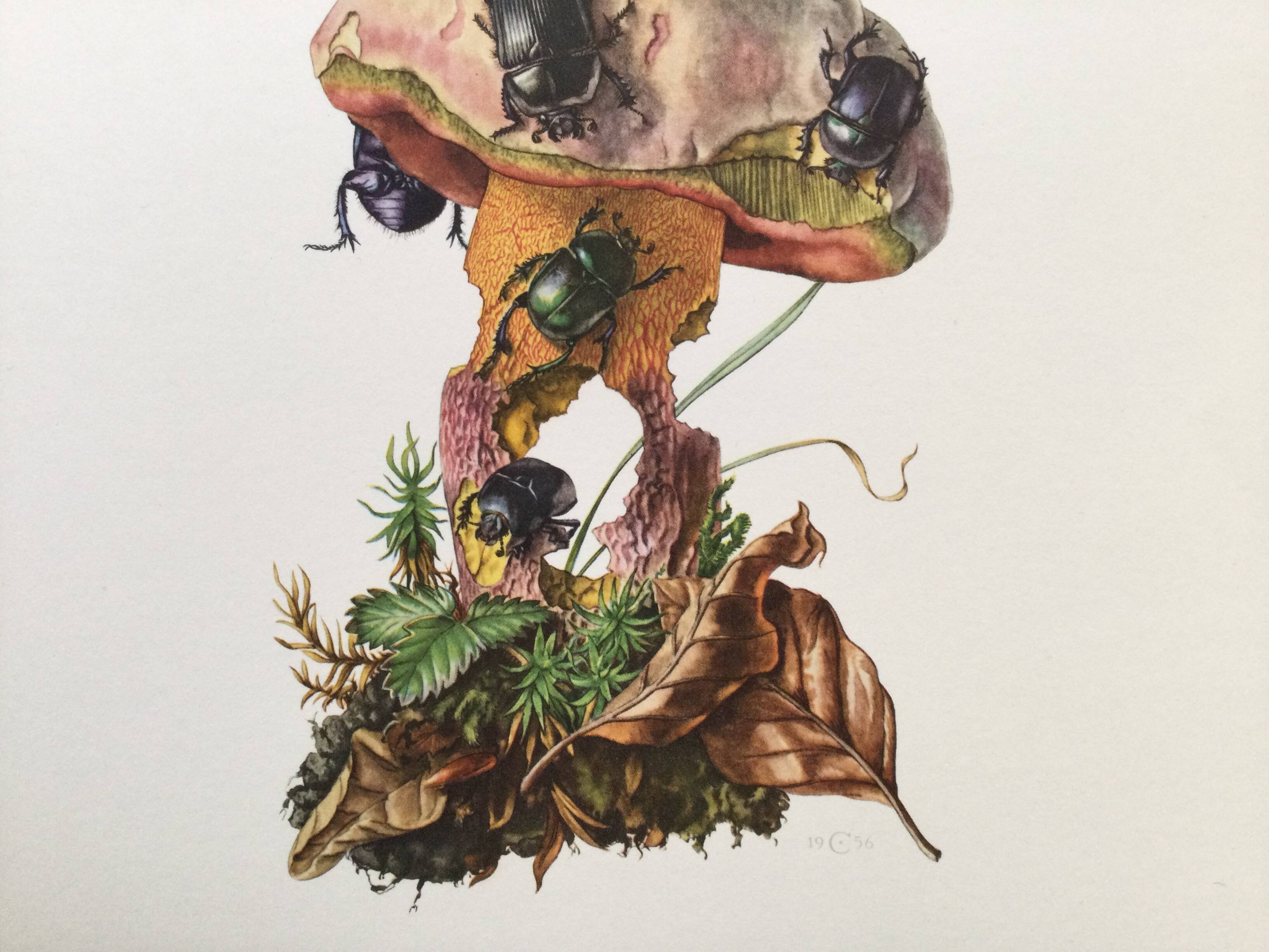 Vintage Insect Print, Old Illustration from the 60s