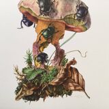 Vintage Insect Print, Old Illustration from the 60s