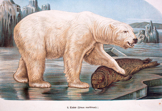 Affiche "ours brun ours polaire" lithographie par Albert Kull publié par Paul Parey Berlin 1905