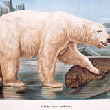 Affiche "ours brun ours polaire" lithographie par Albert Kull publié par Paul Parey Berlin 1905