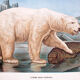 Poster "brown bear polar bear" lithograph by Albert Kull published by Paul Parey Berlin 1905