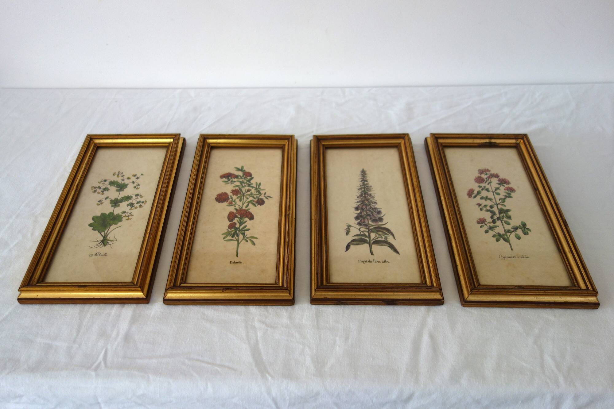 Set of 4 vintage plant botanical lithograph paintings