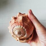 Helmet shell or bull's mouth