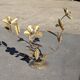 Vintage Brass Flower Floor Lamp - Hollywood Regency Style 1960s/1970s