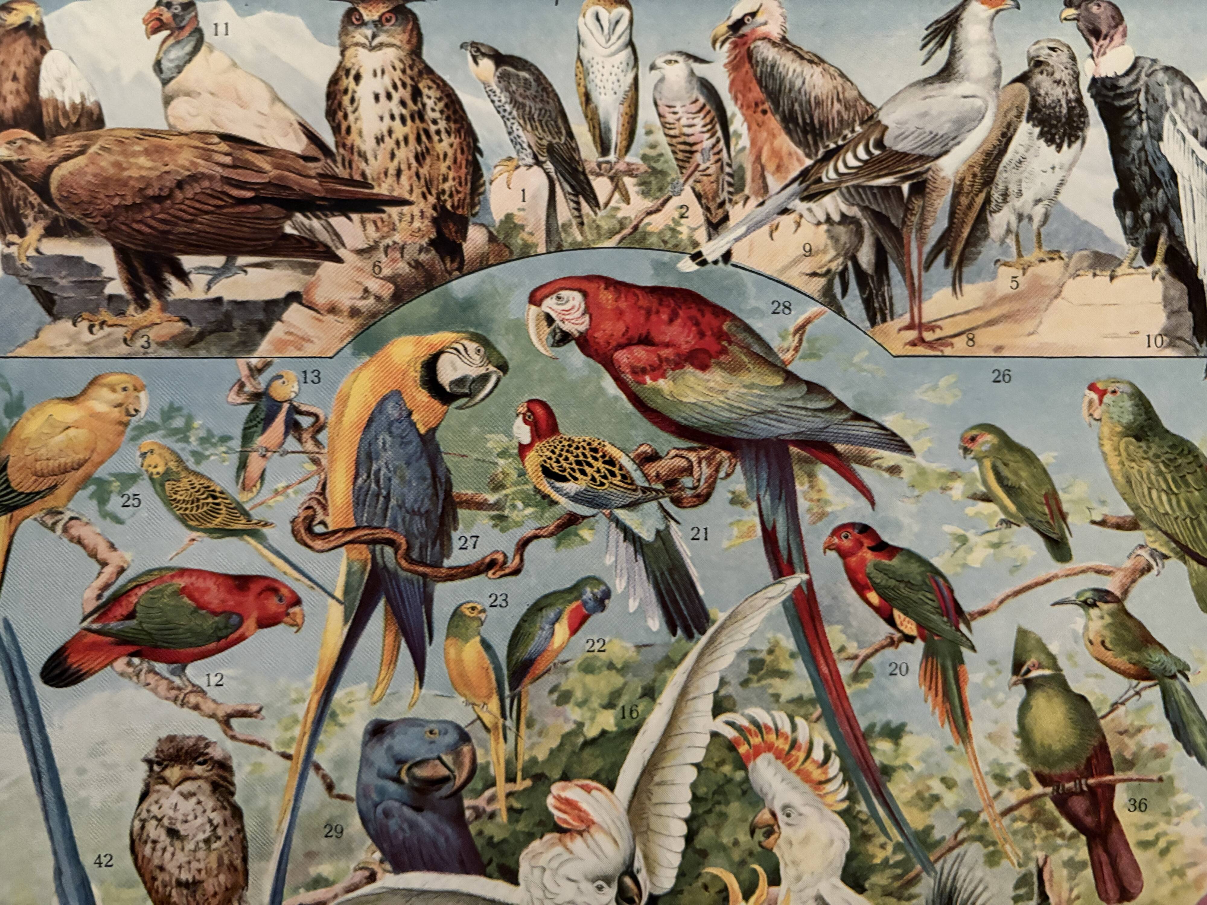 Vintage illustrated plate about birds (parrot) - 1930