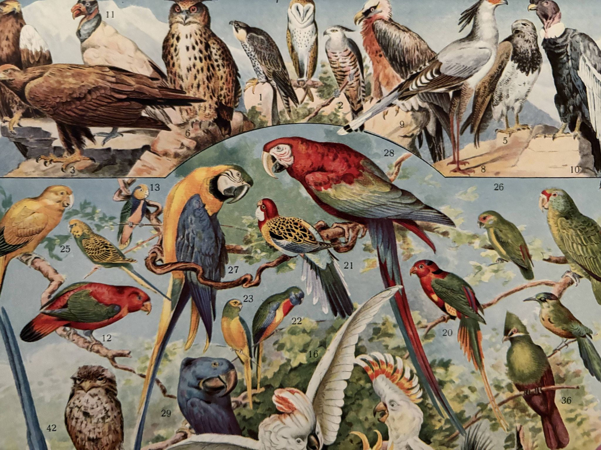 Planche illustrée vintage sur les oiseaux, perroquet, 1930