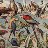 Planche illustrée vintage sur les oiseaux, perroquet, 1930